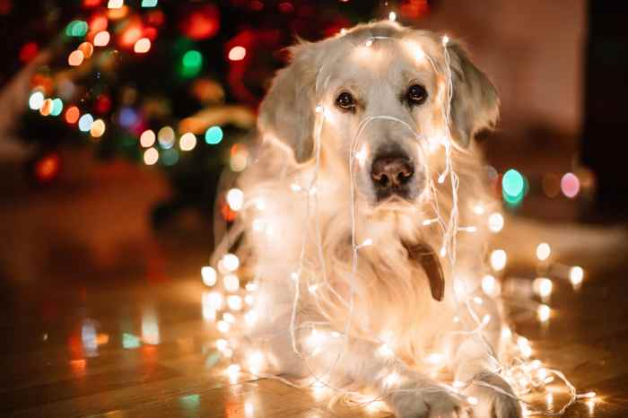 Golden retriever christmas decor outdoor